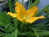 Cucurbita pepo Courgette lebanese white bush; fleurs-F