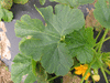 Cucurbita pepo Courgette lebanese white bush; feuilles