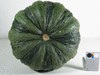 Cucurbita pepo Tepehuan I:ma; ombilics