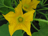 Cucurbita pepo Tepehuan I:ma; fleurs-M