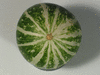 Cucurbita texana ; ombilics