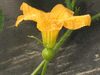 Cucurbita texana ; fleurs-F