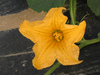 Cucurbita texana ; fleurs-F