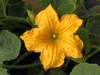 Cucurbita texana ; fleurs-M