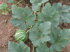 Cucurbita texana ; ensembles