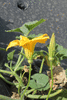 Cucurbita texana ; fleurs-M