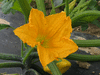 Cucurbita pepo F1 sunbeam; fleurs-M