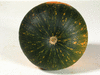 Cucurbita pepo Batwing mix; ombilics