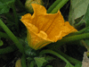 Cucurbita pepo Patisson gagat; fleurs-F