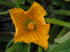 Cucurbita pepo Patisson gagat; fleurs-F