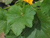 Cucurbita pepo Ptisson gagat; feuilles