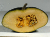 Cucurbita pepo Ptisson gagat; coupes