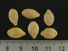Cucurbita pepo Patisson gagat; graines