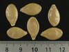 Cucurbita pepo Ptisson panach mix; graines