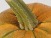 Cucurbita pepo Maltesisch Garabali; pedoncules