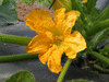 Cucurbita pepo Pagoda gold; fleurs-M