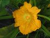 Cucurbita pepo Pagoda gold; fleurs-F