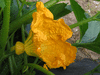 Cucurbita pepo Pagoda gold; fleurs-F