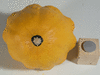 Cucurbita pepo Pagoda gold; ombilics