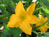 Cucurbita pepo F1 mardi gras; fleurs-M