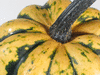 Cucurbita pepo F1 mardi gras; pedoncules