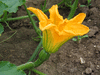 Cucurbita pepo Southern miner; fleurs-F