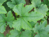 Cucurbita pepo Southern miner; feuilles