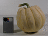 Cucurbita pepo F1 Ivory; fruits