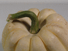 Cucurbita pepo F1 Ivory; pedoncules