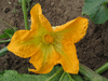 Cucurbita pepo Evergreen; fleurs-F