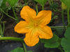 Cucurbita pepo Evergreen; fleurs-M