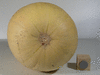 Cucurbita pepo Evergreen; ombilics