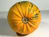 Cucurbita pepo Abobrinha mineiro; ombilics