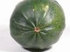 Cucurbita pepo Abobrinha mineiro; ombilics