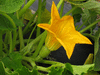 Cucurbita pepo Tsinhnahjinnie; fleurs-F
