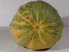 Cucurbita pepo Tarahumara chatos; ombilics