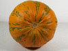 Cucurbita pepo Metchetinskaja; ombilics