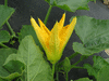 Cucurbita pepo Nawathinehena; fleurs-M