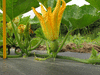 Cucurbita pepo Nawathinehena; fleurs-F