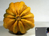 Cucurbita pepo Ayotol; ombilics