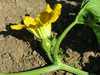 Cucurbita pepo Ayotol; fleurs-F
