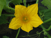 Cucurbita pepo F1 Galaxy of Stars; fleurs-M