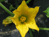 Cucurbita pepo F1 Galaxy of Stars; fleurs-F