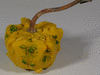 Cucurbita pepo F1 Galaxy of Stars; fruits