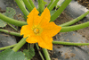 Cucurbita pepo Golden queen; fleurs-M