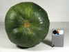 Cucurbita pepo Huicha; ombilics