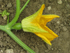 Cucurbita pepo Huicha; fleurs-F