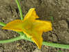 Cucurbita pepo Huicha; fleurs-F