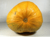 Cucurbita pepo Panonia; ombilics