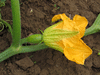 Cucurbita pepo Tarahumara Pumpkin; fleurs-F